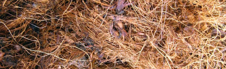 PALM FIBER